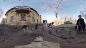 360градусов Котики