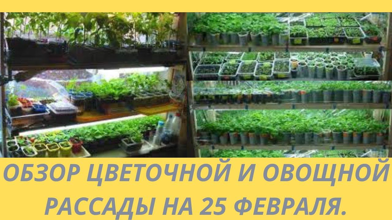 Обзор рассады цветов в феврале. Цветочная и овощная рассада.Стеллажи для рассады. смотреть онлайн