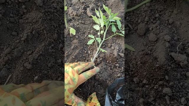 КАКИЕ ТОМАТЫ ЛУЧШЕ САЖАТЬ С ОТКРЫТОЙ ИЛИ ЗАКРЫТОЙ КОРНЕВОЙ СИСТЕМОЙ. смотреть онлайн