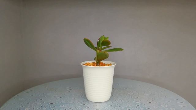 Суккуленты и кактусы. Новинки в коллекции смотреть онлайн