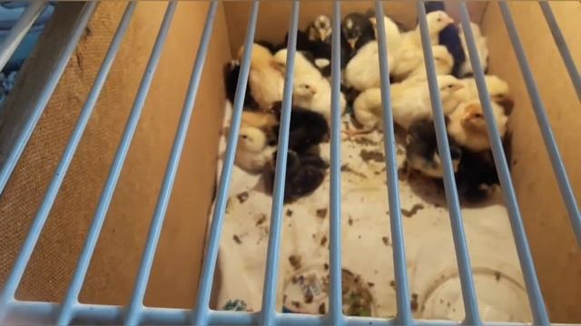 Занимаюсь рассадой. Цыплята растут!