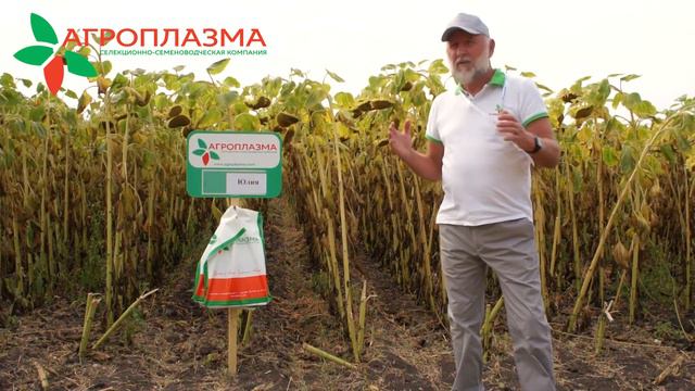 Гибрид подсолнечника нового поколения для северных регионов ЮЛИЯ. смотреть онлайн