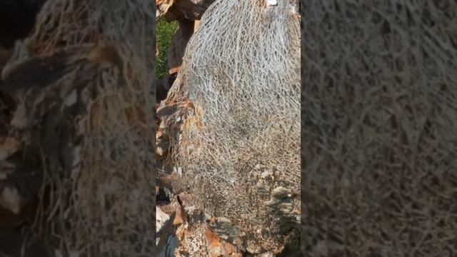 Strange Hole In the Ground Sick Cactuses 9 смотреть онлайн