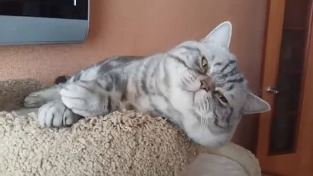 Кот Марсель ,британский парень смотреть онлайн