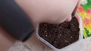 Книфофия, сеем, пикируем)