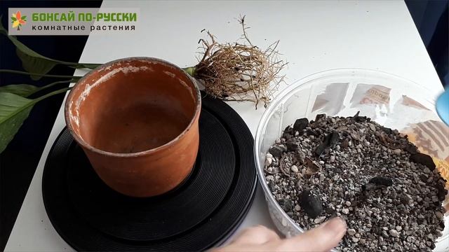 Спатифиллум — уход в домашних условиях Часть 1 | Май 2019 смотреть онлайн