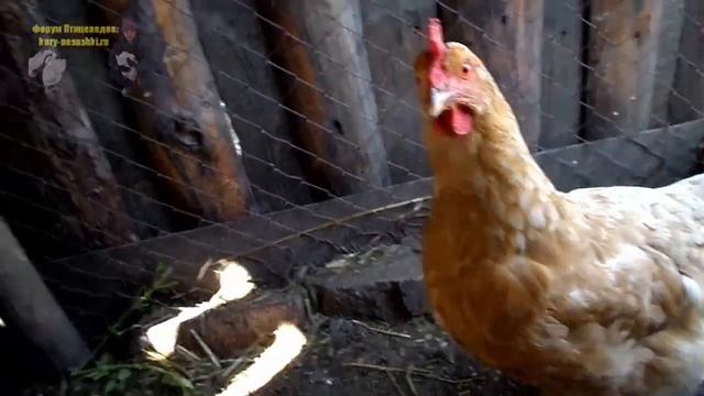 Курица наседка опять заквохтала и села на яйца смотреть онлайн