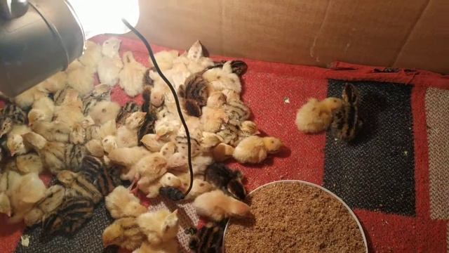 Поилка для суточных цыплят из бутылки смотреть онлайн