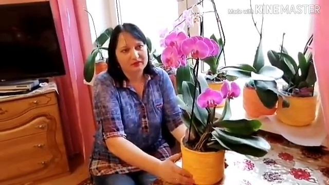 ОРХИДЕЯ KANSAS CITI!? ПОГОВОРИМ О ОРХИДЕЕ KANSAS CITI!?УХОД ЗА ОРХИДЕЕЙ!? ЗНАЧЕНИЕ?