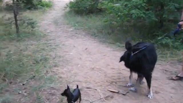 Собака с топором. Часть 2. Приколы с Собаками. смотреть онлайн