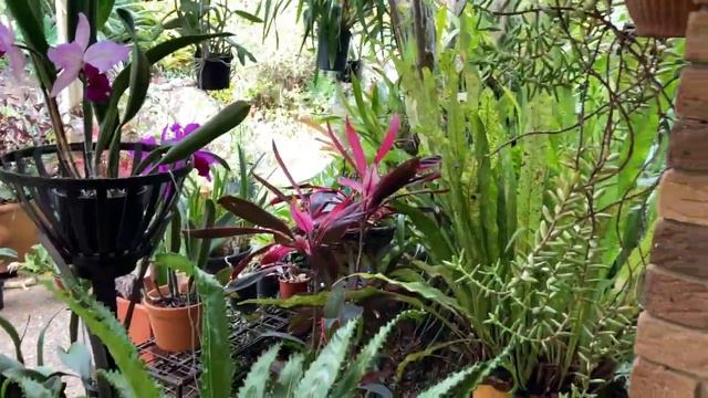 Такая Корова Нужна Самому! Rlc. Goldenzelle, C. Topaz Pennymezzy, C. Betsy's Azure Sea x C.purpurat смотреть онлайн