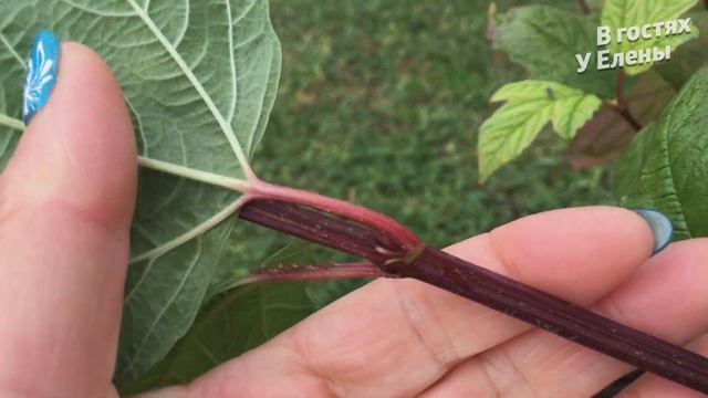 НАША КОФЕМОЛКА. ВКУСНЯШКА К КОФЕ. ПОДГОТОВКА РОЗ К ЗИМЕ В ПОДМОСКОВЬЕ. О ЦВЕТНИКАХ. смотреть онлайн