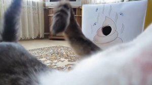 ЛУЧШИЕ ПРИКОЛЫ С КОТАМИ! КОТ и КОШКА МУРКА и  СМЕШНЫЕ МОМЕНТЫ СО СЪЕМОК! наши Приколы и Фейлы