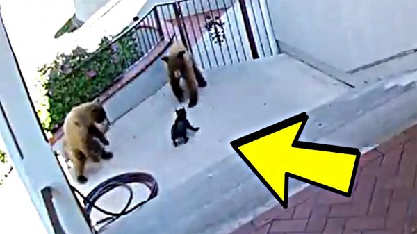 Это Нужно Видеть! Топ 20 Смешных и Удивительных Моментов с Животными