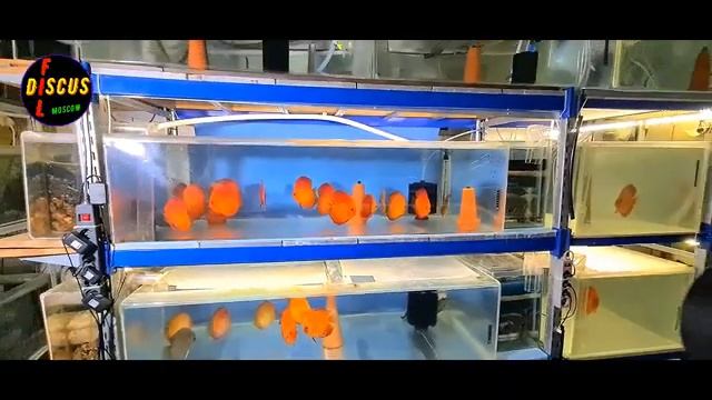 ДИСКУСЫ. СОВЕТЫ ПО ПРИОБРЕТЕНИЮ, СОДЕРЖАНИЮ, ЛЕЧЕНИЮ, ВЫРАЩЕВАНИЮ ДИСКУСА. смотреть онлайн