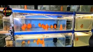 ДИСКУСЫ. СОВЕТЫ ПО ПРИОБРЕТЕНИЮ, СОДЕРЖАНИЮ, ЛЕЧЕНИЮ, ВЫРАЩЕВАНИЮ ДИСКУСА.