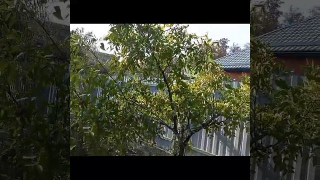 Унаби отдыхает. смотреть онлайн