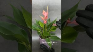 Обзор мини-сорта антуриум Лили