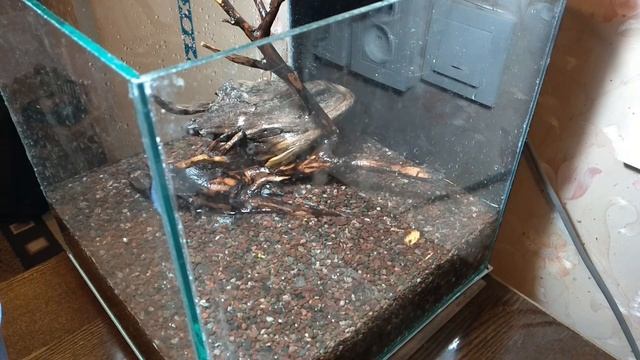 Куб - запуск аквариума без фильтрации и аэрации смотреть онлайн