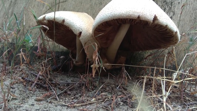 Обзор Xiaomi Redmi Note 4X