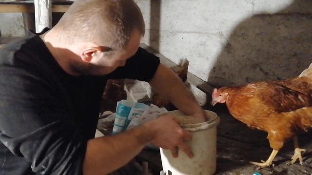 Небольшие секреты повышения яйценоскости кур несушек Ломан Браун. смотреть онлайн