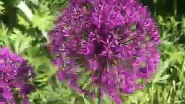 Purple Allium, floating in the wind, with birdsong смотреть онлайн
