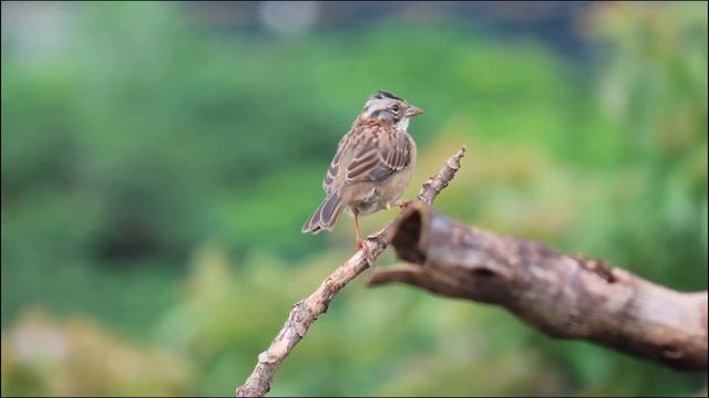 Animal ¨ Tico Tico ( Zonotrichia Capensis )  ¨   Conheça Este Belo Passarinho!!