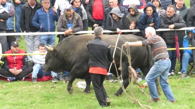 GOLUB - GAREŠA LISKOVICA 2022 KORIDA смотреть онлайн