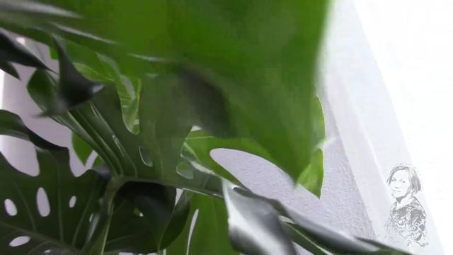 МОНСТЕРЫ ПРИВЛЕКАЮТ СВОЕЙ МОЩЬЮ! смотреть онлайн