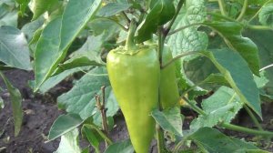 ПОСЛЕ ЭТОЙ ПОДКОРМКИ ПЕРЕЦ РАСТЕТ КАК НА ДРОЖЖАХ КАК И ЧЕМ ПОДКОРМИТЬ ПЕРЕЦ ДЛЯ ХОРОШЕГО УРОЖАЯ