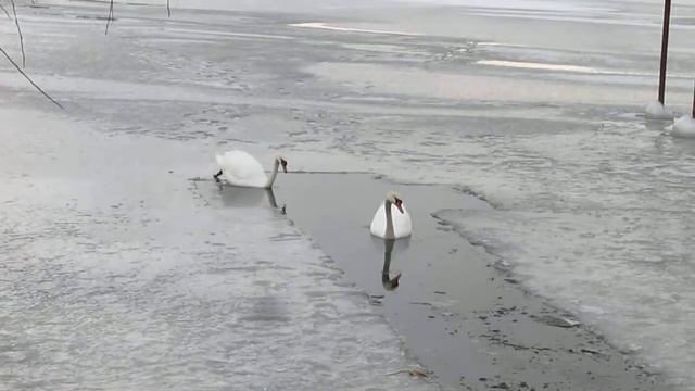 Из жизни лебедей 2 часть. MVI 6050