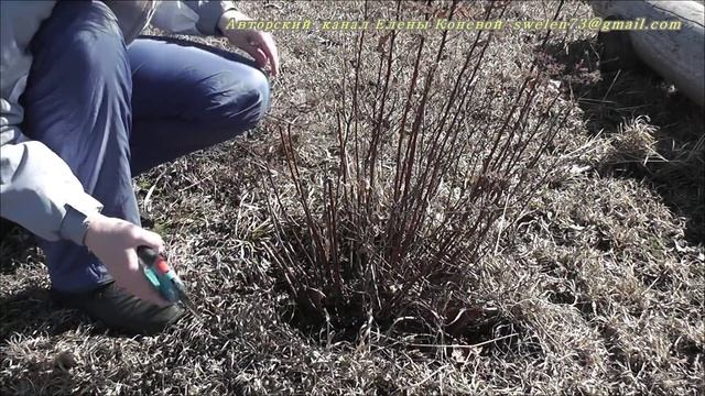 СПИРЕЯ японская Литтл Принцес. Весенняя обрезка. смотреть онлайн