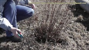 СПИРЕЯ японская Литтл Принцес. Весенняя обрезка.