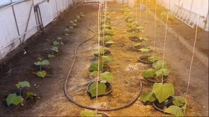 ДНАЗ, ДНАТ или ЛЕД освещение в зимней теплицы