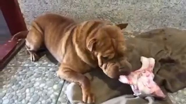 Подарок для собаки. Любимая порода Шарпей 2021