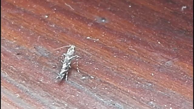 Что это за зверь?