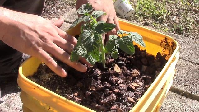 PLANTING HUSKY CHERRY TOMATO