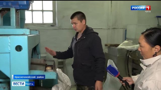 Наш, Чикойский! Производство кедрового ореха в Забайкалье смотреть онлайн