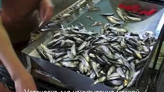 Установка для накалывания мелкой рыбы. Наколка (нанизывание) быстрое мелкой рыбы: килька, мойва. смотреть онлайн