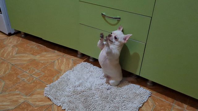 ПЁСИК ПО КЛИЧКЕ МИШКА. ПРЕЛЕСТНЫЙ. смотреть онлайн