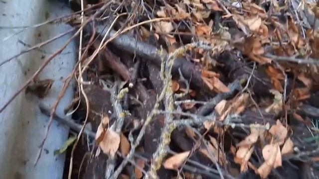 Парник на биотопливе (часть 2) смотреть онлайн
