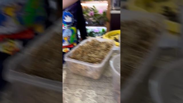 Плантация спагмосса в московской квартире. Пересадка орхидеи. смотреть онлайн