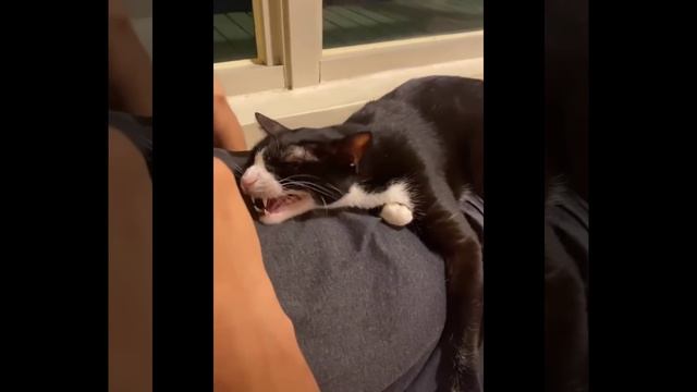 Смешные котики заставят вас смеяться! смотреть онлайн