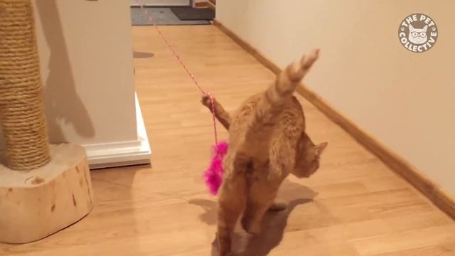 Cat Games | Playful Cats Video Compilation смотреть онлайн