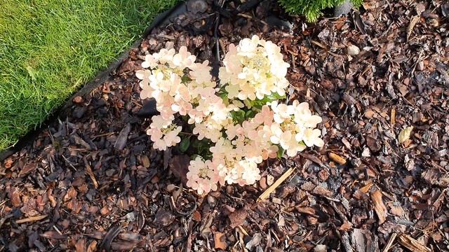 Карликовая гортензия Полистар / mini hydrangea Polestar смотреть онлайн