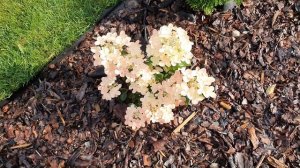 Карликовая гортензия Полистар / mini hydrangea Polestar