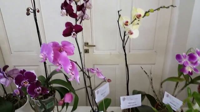 9° FIESTA PROVINCIAL DE ORQUÍDEAS Y BROMELIAS - 16 Y 17 DE OCTUBRE De 2021 - SANTA FE