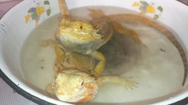 Вот так купаются настоящие драконы! смотреть онлайн