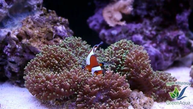 Рыбки-клоуны (Amphiprion ocellaris) отнерестились среди полипов родактиса (Rhodactis). смотреть онлайн