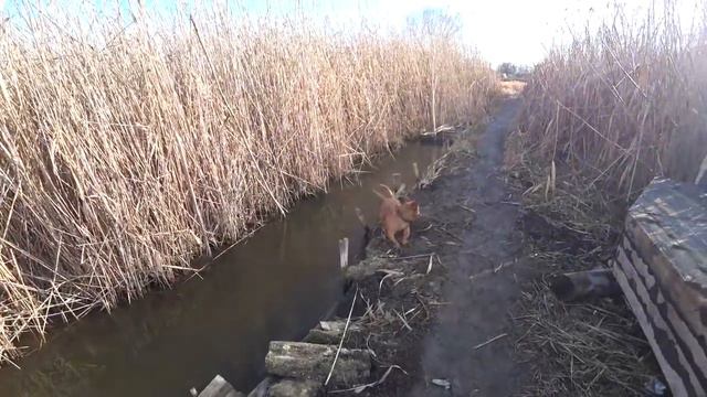 Влог: Ну и что с ней делать\Диана и Рушан смотреть онлайн